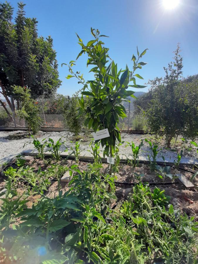 Happy Glamping Cy Villa Agios Theodoros Kültér fotó